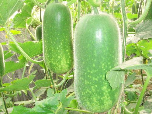 早晚吃蓝瓜好吗减肥,蓝瓜早晚食用助力健康减肥新选择