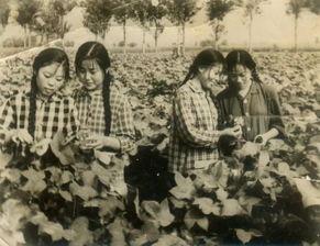 吃瓜小知青,揭秘农村生活的酸甜苦辣