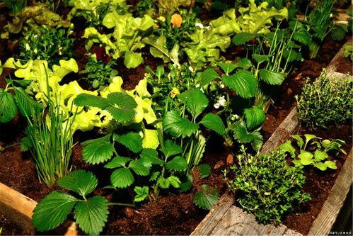 春天吃什么夏天吃瓜,夏享瓜果——四季饮食指南