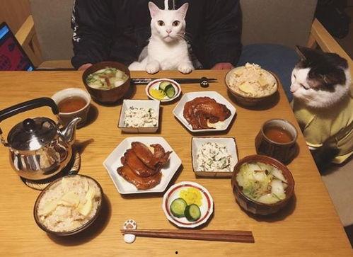网红猫做的饭叫什么,猫咪主厨的独特料理