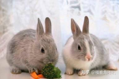 兔子吃不吃蒲瓜,兔子餐桌上的美味还是禁忌？