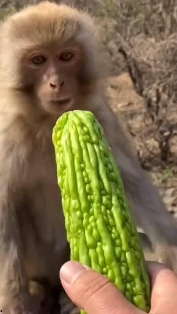 猴子怎么吃瓜,灵长类动物的天然美食探索