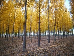河间网红小树林,绿意盎然，打卡新地标