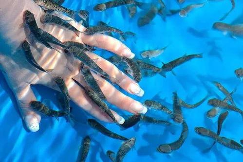 网红折耳鱼泳池事件,揭秘网络红人争议背后的真相