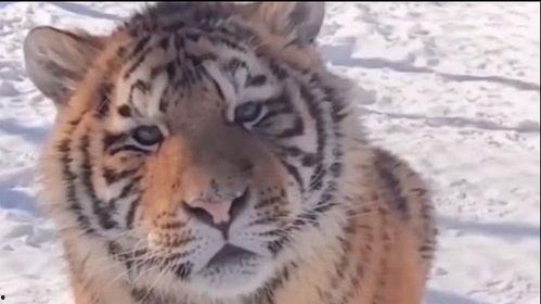 网红小老虎包枕头图片,萌态可掬的治愈系新宠