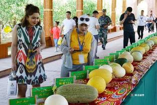 哈密吃瓜现场,一场全民狂欢的夏日盛宴