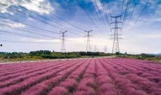 中美大自然网红草,绿色潮流的跨国碰撞